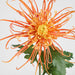 Spider Mum Floral Stem 71cm Orange - Pack of 12