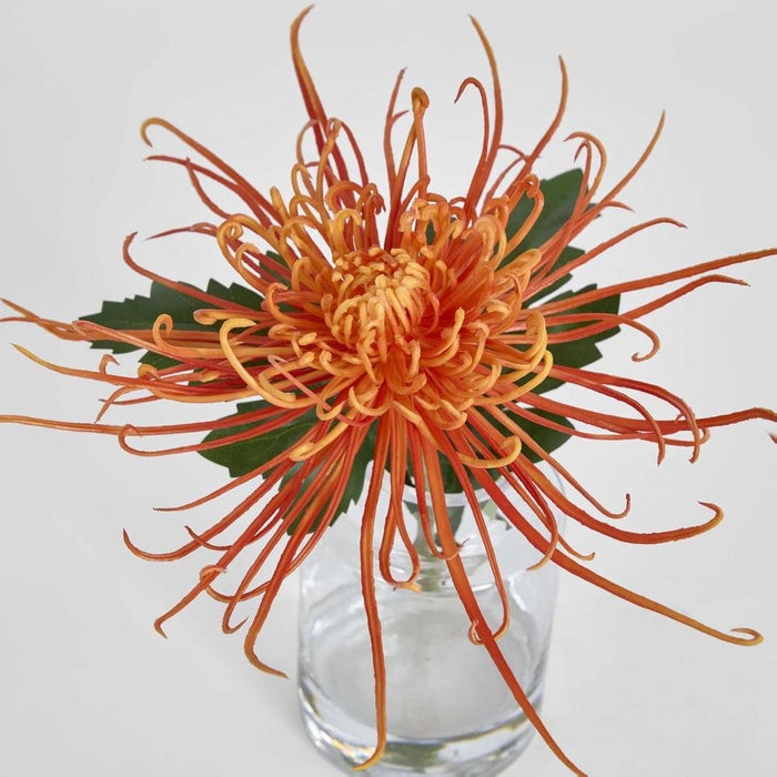 Spider Mum Stem in Vase 20cm Orange - Pack of 6