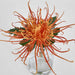 Spider Mum Stem in Vase 20cm Orange - Pack of 6