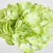 Soft Touch Hydrangea Flower Stem 75cm Green - Pack of 6