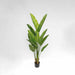 Bird of Paradise Real Touch 160cm