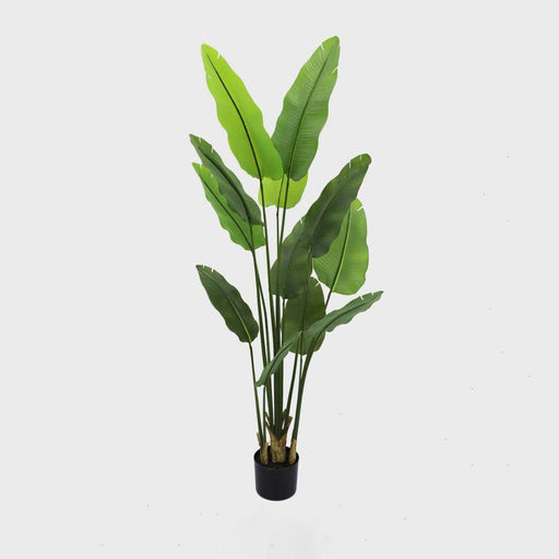 Bird of Paradise Real Touch 210cm