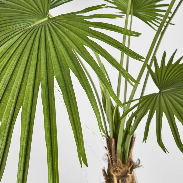 Fan Palm Tree 200cm Green