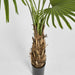 Fan Palm Tree 200cm Green
