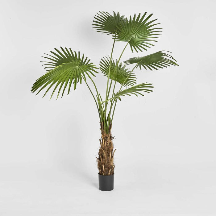 Fan Palm Tree 200cm Green