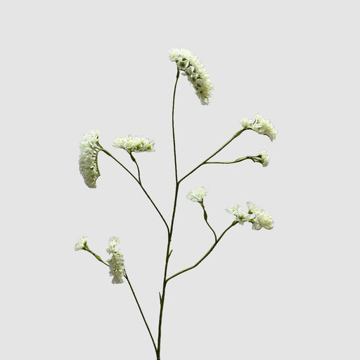 Rosemary White 92cm - Pack of 24