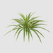 Real Touch Dracaena Bush Green 43cm
