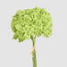 Mini Hydrangea Posy Green 28cm - Pack of 12