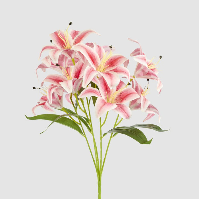 Casablanca Lily Bunch Pink 60cm - Pack of 12
