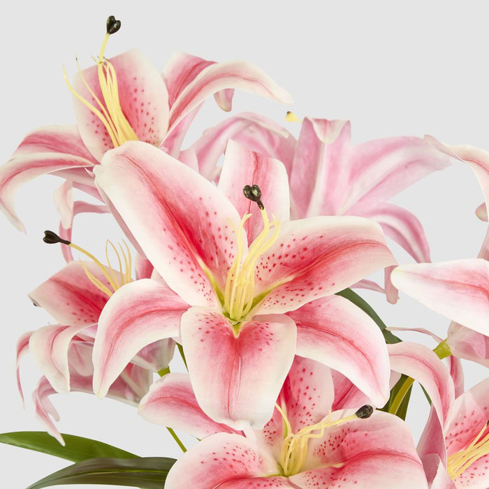 Casablanca Lily Bunch Pink 60cm - Pack of 12