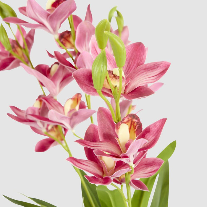 Cymbidium Spray With Leaves Dark Pink 58cm - Pack of 12