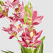 Cymbidium Spray With Leaves Dark Pink 58cm - Pack of 12