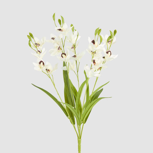 Cymbidium Spray With Leaves White 58cm - Pack of 12