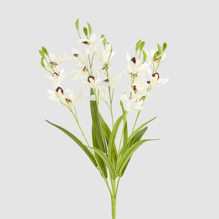 Cymbidium Spray With Leaves White 58cm - Pack of 12