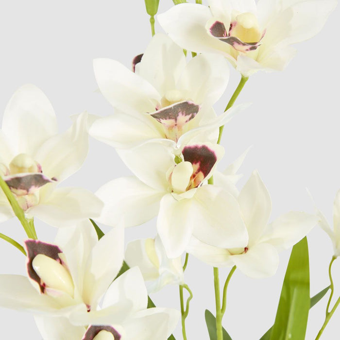 Cymbidium Spray With Leaves White 58cm - Pack of 12