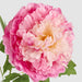 Leafy Peony Flower Stem Fuchsia 72cm - Pack of 12
