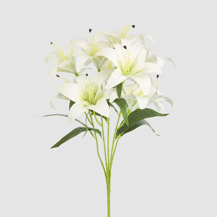 Casablanca Lily Bunch White 60cm - Pack of 12