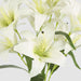 Casablanca Lily Bunch White 60cm - Pack of 12