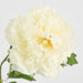 Leafy Peony Flower Stem White 72cm - Pack of 12