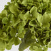 Hydrangea Bunch With 5 Heads Green 42cm - Pack of 12