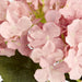 Hydrangea Bunch With 5 Heads Pink 42cm - Pack of 12