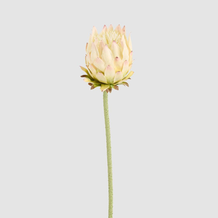 Protea Stem 60cm Light Pink - Pack of 12