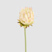 Protea Stem 60cm Light Pink - Pack of 12