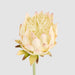Protea Stem 60cm Light Pink - Pack of 12