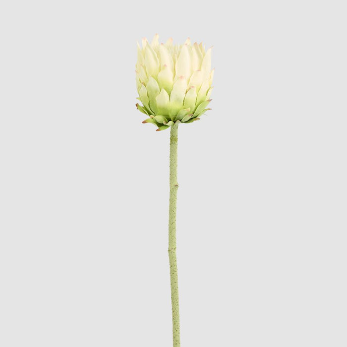 Protea Stem 60cm White - Pack of 12
