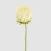 Protea Stem 60cm White - Pack of 12