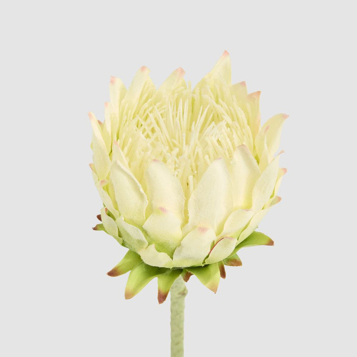 Protea Stem 60cm White - Pack of 12