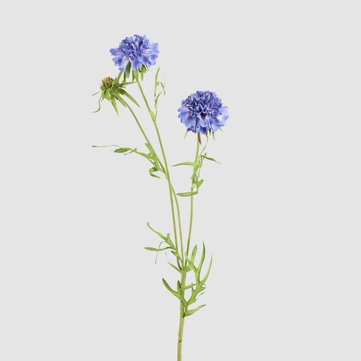 Double Head Cornflower Blue 71cm - Pack of 12