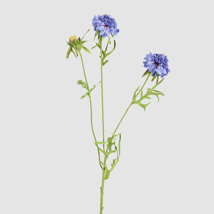 Double Head Cornflower Blue 71cm - Pack of 12