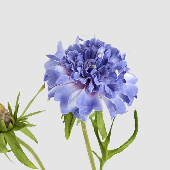 Double Head Cornflower Blue 71cm - Pack of 12