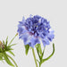 Double Head Cornflower Blue 71cm - Pack of 12