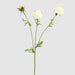 Double Head Cornflower White 71cm - Pack of 12