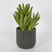Potted Aloe Leaves Lge 37.5cm Green - Pack of 2
