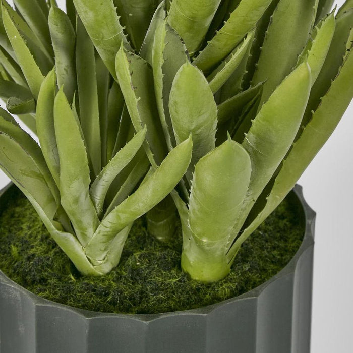 Potted Aloe Leaves Lge 37.5cm Green - Pack of 2