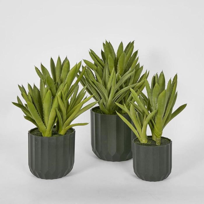 Potted Aloe Leaves Lge 37.5cm Green - Pack of 2