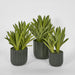 Potted Aloe Leaves Lge 37.5cm Green - Pack of 2