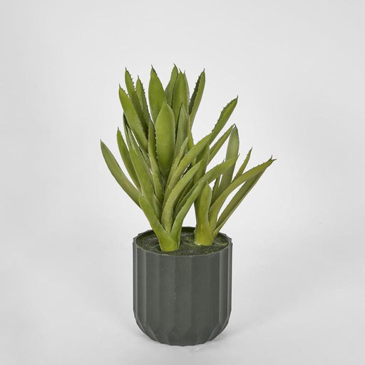 Potted Aloe Leaves Sml 30cm Green - Pack of 2