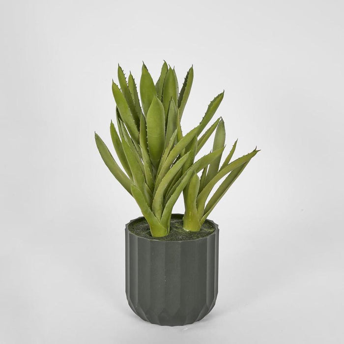 Potted Aloe Leaves Sml 30cm Green - Pack of 2