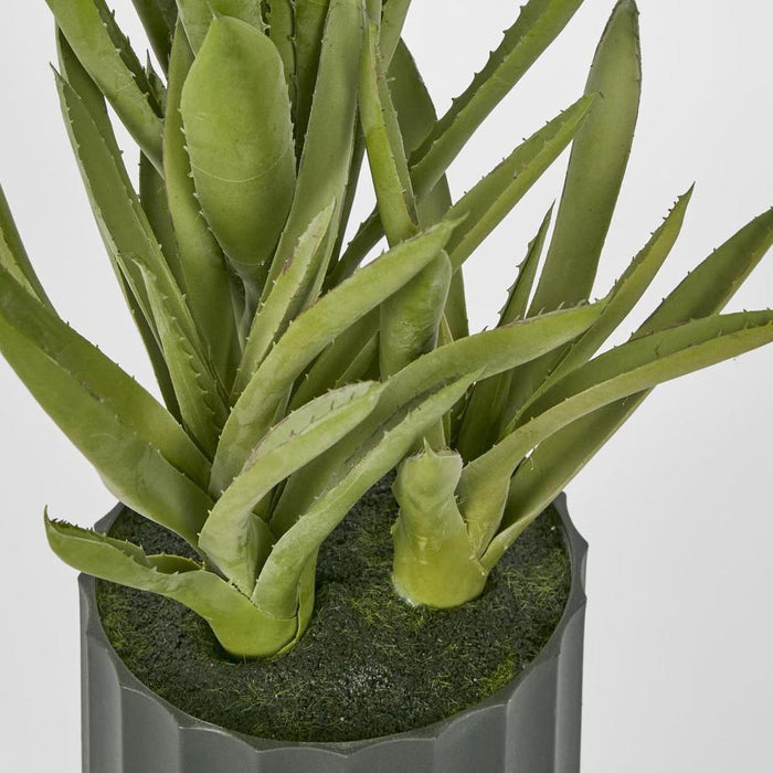 Potted Aloe Leaves Sml 30cm Green - Pack of 2