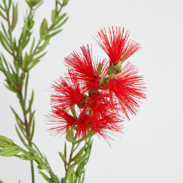 Bottle Brush Spray 84cm Red - Pack of 12