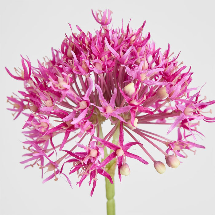 Allium Flower Stem 74cm Fuchsia - Pack of 12