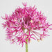 Allium Flower Stem 74cm Fuchsia - Pack of 12