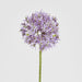 Allium Flower Stem 74cm Lavender Purple - Pack of 12