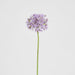 Allium Flower Stem 74cm Lavender Purple - Pack of 12