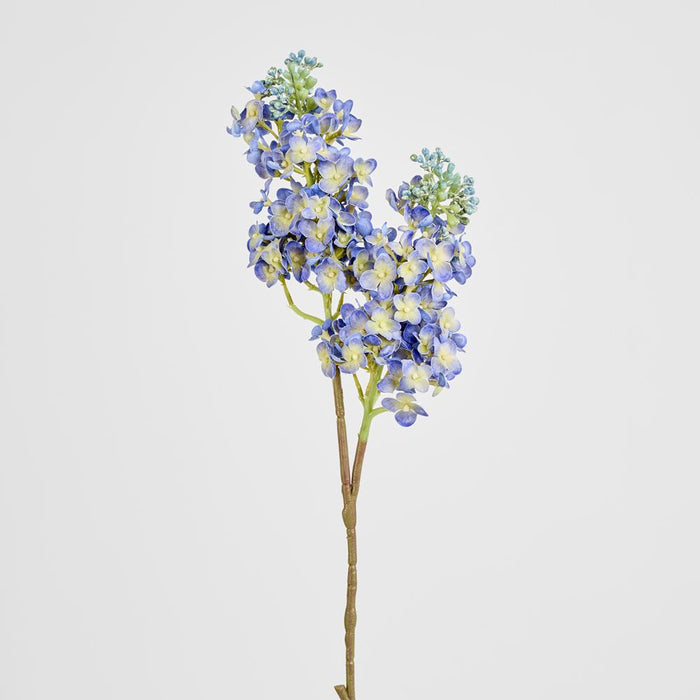 Baby Delphinium Blue 62cm - Pack of 12