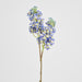 Baby Delphinium Blue 62cm - Pack of 12